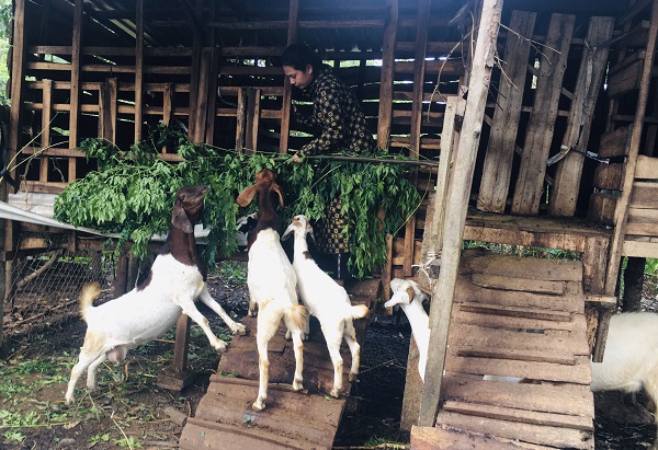 THANH NIÊN LẬP NGHIỆP, KHỞI NGHIỆP TẠI ĐỊA PHƯƠNG TỪ NGUỒN VỐN VAY HỖ TRỢ CỦA NGÂN HÀNG CHÍNH SÁCH XÃ HỘI